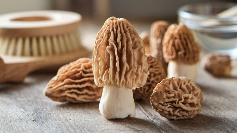 Comment nettoyer des morilles ?