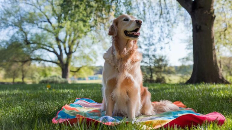 Non, la « pâte sablée » et la « pâte brisée » ne s&rsquo;utilisent pas pour les mêmes types de tartes, et voici pourquoi