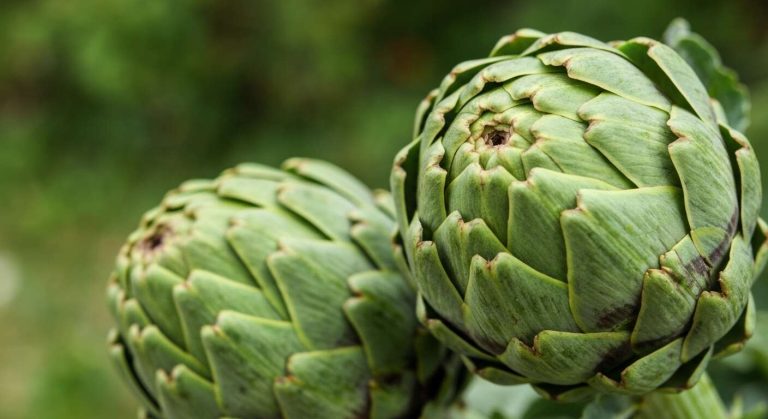 Les gens ignorent souvent que l'artichaut est le bouton floral d'un chardon, que l'on mange avant son éclosion